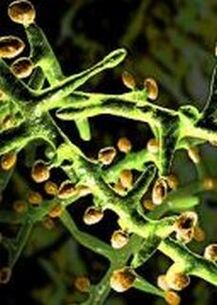 Un fungo al microscopio